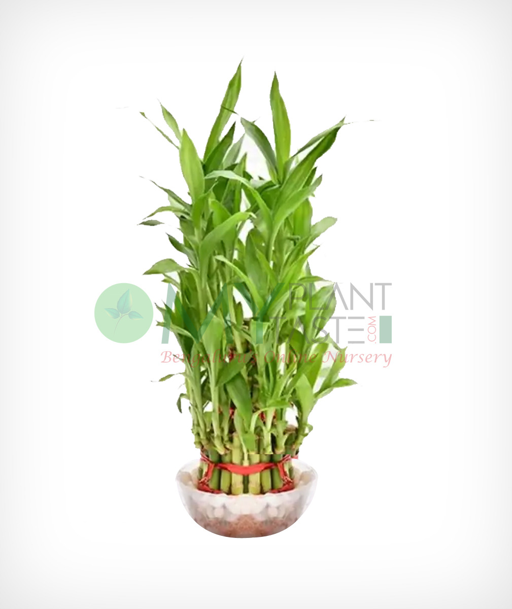 Lucky Bamboo Dracaena Braunii