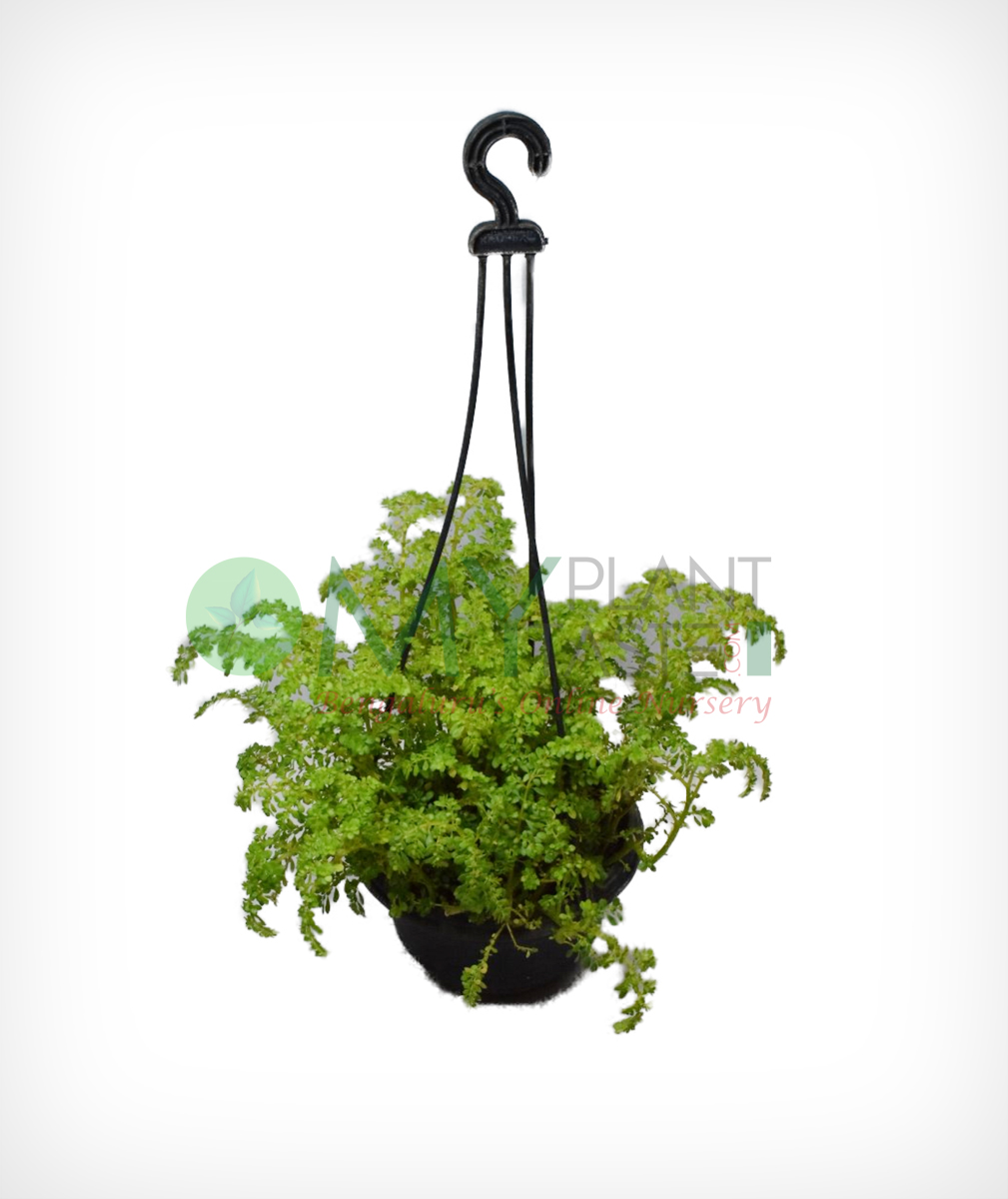 hanging-plant1 | MyPlantMyTaste