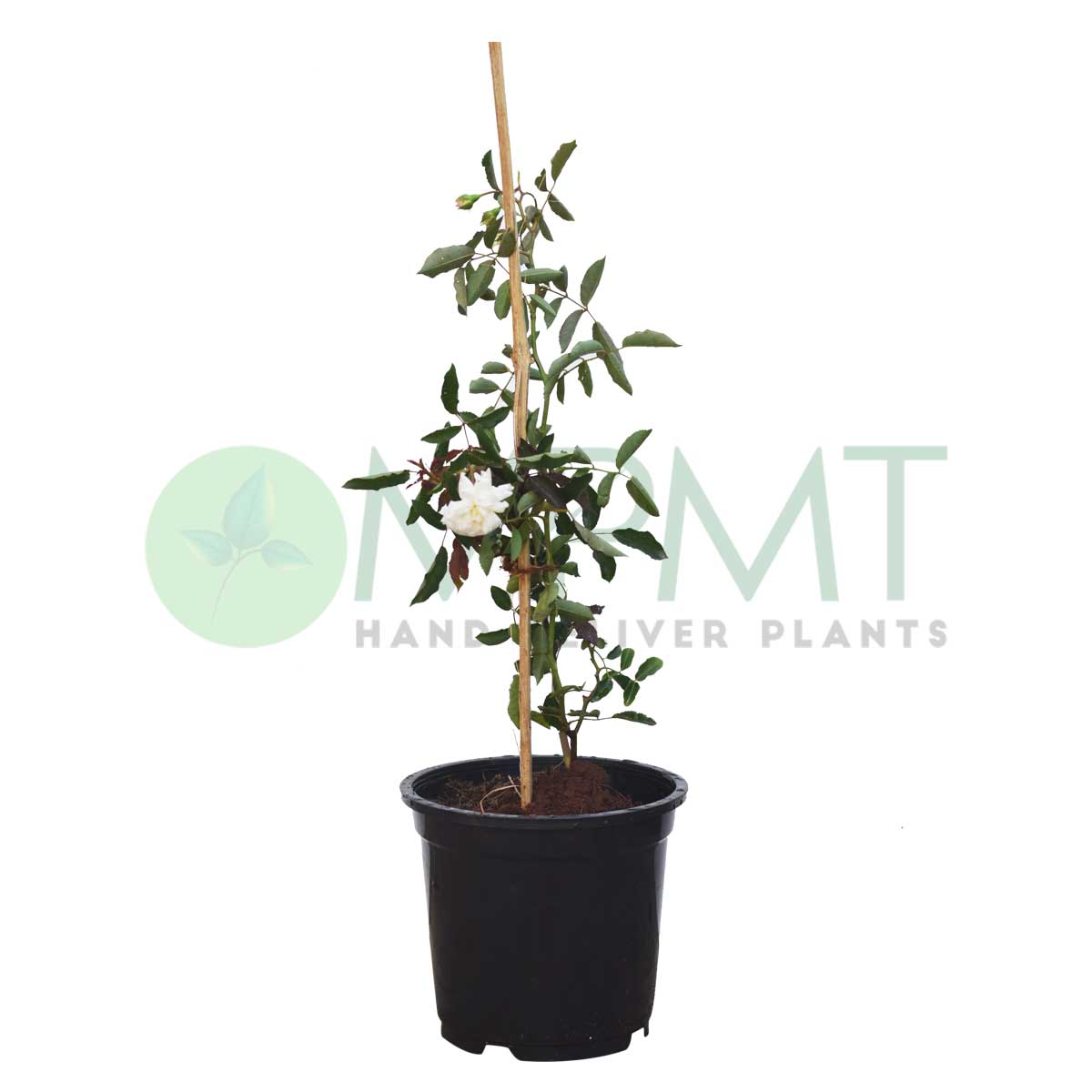 buy climber plants online