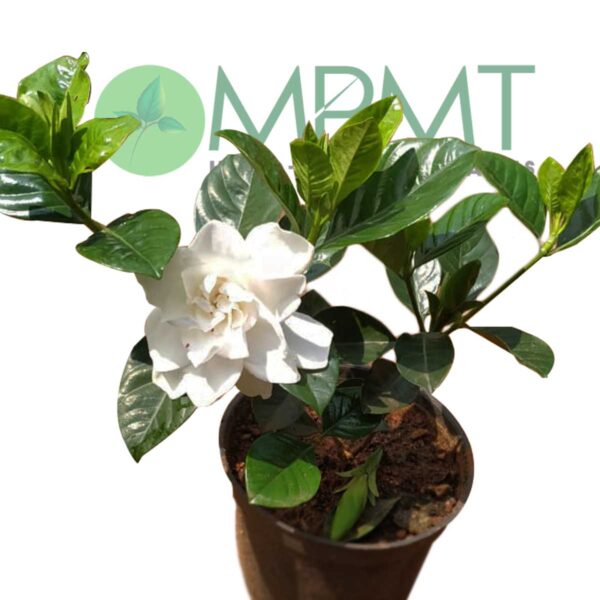 Dwarf-Gardenia