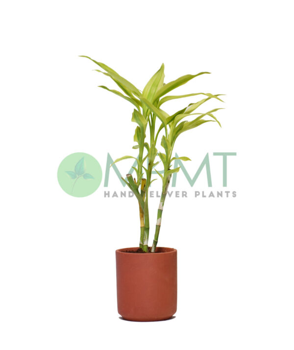 buy Dracaena sanderiana gold