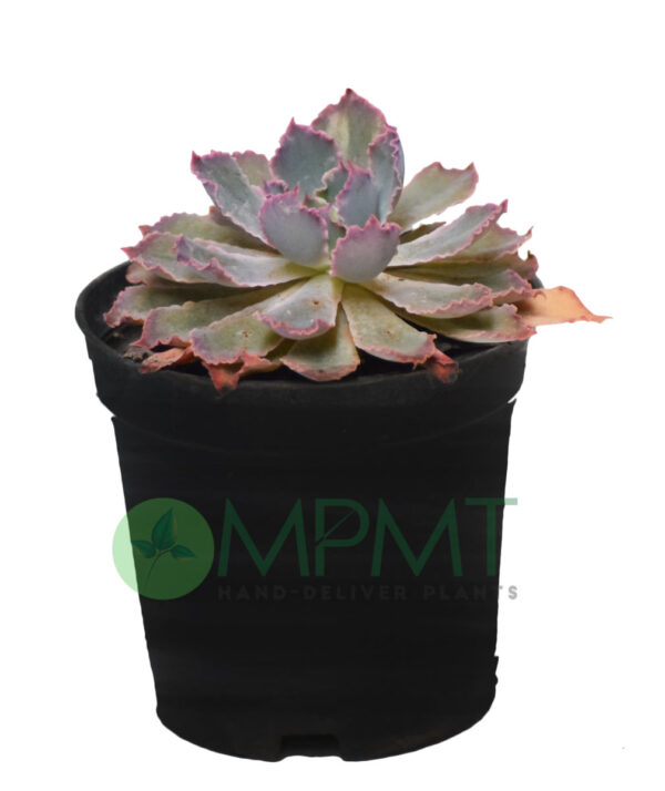 Echeveria Shaviana