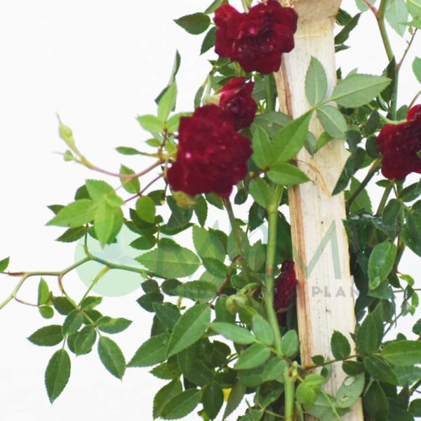 Creeper Rose / Climbing Rose - Plant (Red)