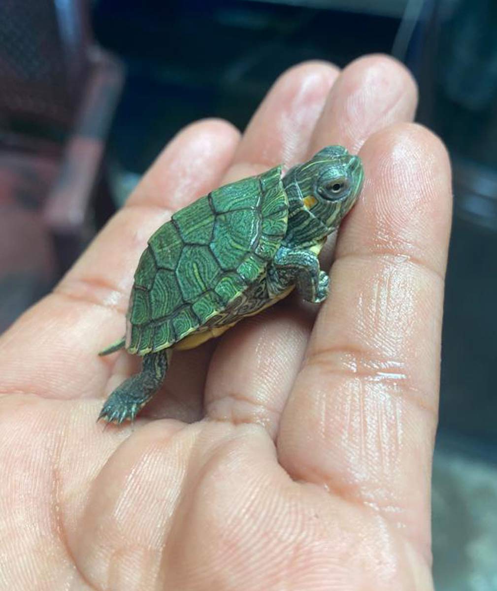 red eared slider turtle toys