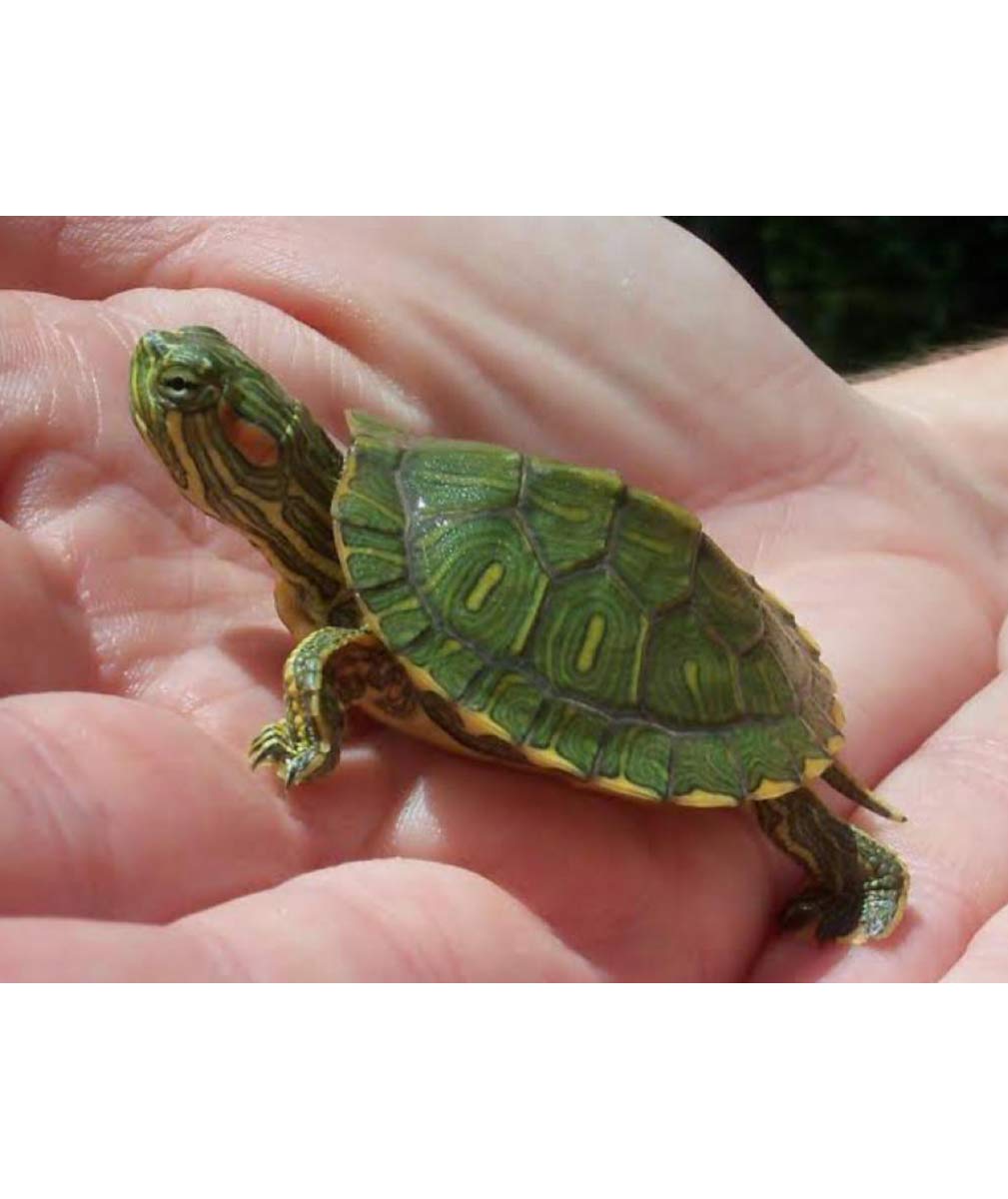 red eared slider turtle toys