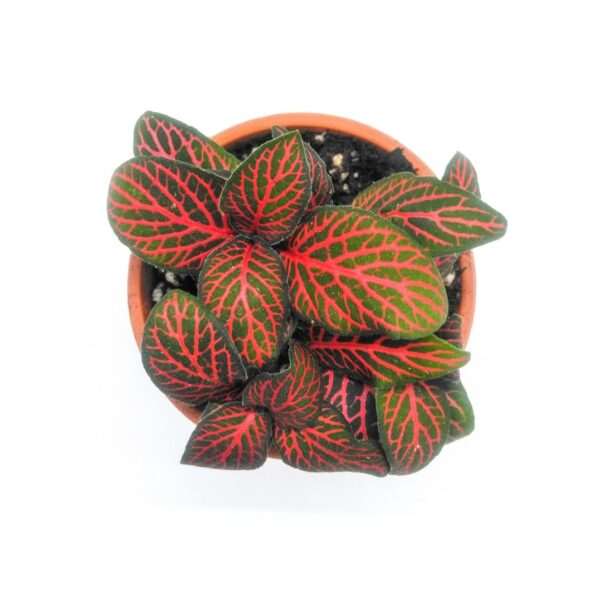 Fittonia Mini Red Vein