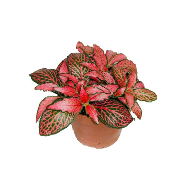 Fittonia Ruby Red