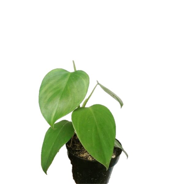 Philodendron microstictum