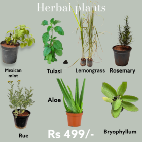 Online Plant Bangalore | Live Plants at Low Price