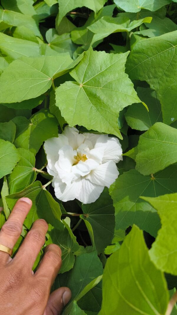 Mutabilis Rose, Butterfly Rose, multicolored blooms, heirloom roses, disease-resistant roses, rose plants online, garden roses, rose shrubs, pollinator-friendly plants, buy Mutabilis Rose, changing color roses, low-maintenance garden flowers